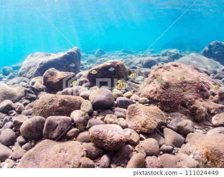 美麗的 Hirizo 海灘海岸上有一群幼魚,如條紋金槍魚(家庭)、Oyabiccha(家庭)和其他幼魚。安靜 美麗的 Hirizo 海灘海岸上有一群幼魚,如條紋金槍魚(家庭)、Oyabiccha(家庭)和其他幼魚。安靜 111024449
