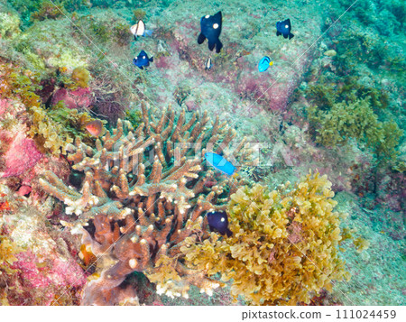 Beautiful table corals and cute staghorn tangina (Daniidae) and damselfish (Dameidae) 111024459