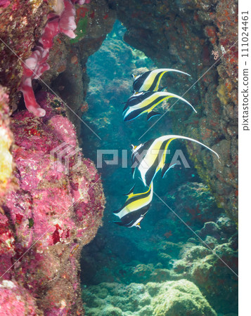A small flock of beautiful Moorfish (Orunidae) on Hirizo Beach. Crossing by ferry from Nakagi, Minamiizu Town, Kamo District, Izu Peninsula, Shizuoka Prefecture A small flock of beautiful Moorfish (Orunidae) on Hirizo Beach. Crossing by ferry from Nakagi, Minamiizu Town, Kamo District, Izu Peninsula, Shizuoka Prefecture 111024461