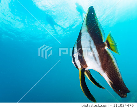 美麗的年輕三日月燕魚(萬壽菊家族)在 Hirizo 海灘。靜岡縣伊豆半島加茂郡南伊豆町中木村 美麗的年輕三日月燕魚(萬壽菊家族)在 Hirizo 海灘。靜岡縣伊豆半島加茂郡南伊豆町中木村 111024476