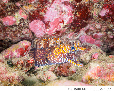 A beautiful trout being cleaned by Clear Cleaner Shrimp (Taniidae) in an underwater cave at Hirizo Beach. 111024477