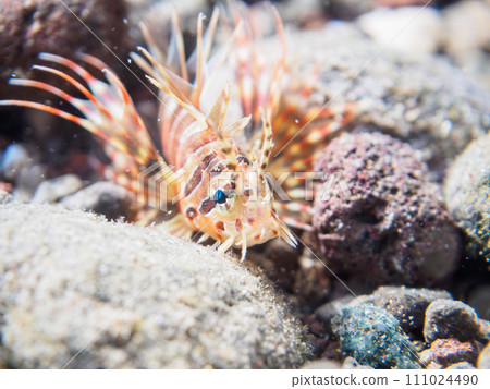 A cute young Kirinmino (family Scorpionidae) with beautiful spread wings on Hirizo Beach. Minamiizu Town, Kamo District, Izu Peninsula, Shizuoka Prefecture A cute young Kirinmino (family Scorpionidae) with beautiful spread wings on Hirizo Beach. Minamiizu Town, Kamo District, Izu Peninsula, Shizuoka Prefecture 111024490