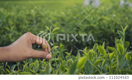Woman hand plucking green tea tree picking bud young tender camellia sinensis leaves organic farm. Hand holding harvest plucking black green tea herbal agriculture. Woman work Black Tea farm harvest 111024583