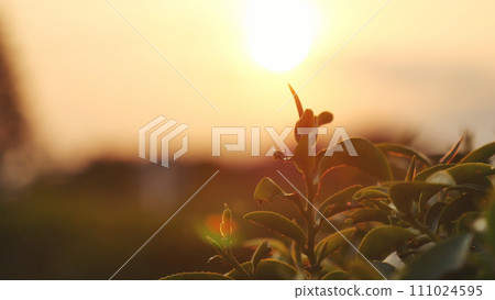 Green tea tree leaves camellia sinensis in organic farm sunlight. Fresh young tender bud herbal farm on summer morning. Sunlight Green tea tree plant. Close up Tree tea plant green nature in morning Green tea tree leaves camellia sinensis in organic farm sunlight. Fresh young tender bud herbal farm on summer morning. Sunlight Green tea tree plant. Close up Tree tea plant green nature in morning 111024595