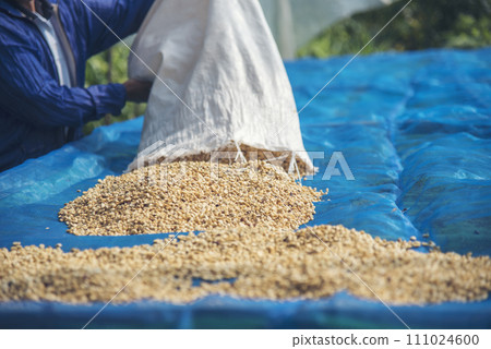 Close up Hand with Raw coffee beans heap dry green seed. Farmer's hands selected waste rod unroasted grain in eco farm. Arabica farm plant coffee bean agriculture objects. Sun dried Fresh black coffee Close up Hand with Raw coffee beans heap dry green seed. Farmer's hands selected waste rod unroasted grain in eco farm. Arabica farm plant coffee bean agriculture objects. Sun dried Fresh black coffee 111024600