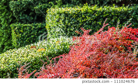 Many red fruits on the branches of a cotoneaster horizontalis bush in the garden in autumn. Natural background 111024676