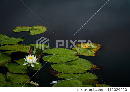 Water lily flower floating on the surface of the water Water lily flower floating on the surface of the water 111024920