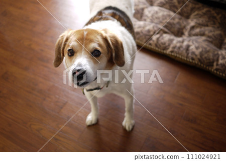 dog that wants to go for a walk dog that wants to go for a walk 111024921