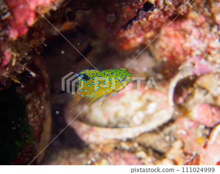 A young damselfish (Dameidae) that is beautiful like a jewel on Hirizo Beach. Minamiizu, Kamo District, Izu Peninsula, Shizuoka Prefecture A young damselfish (Dameidae) that is beautiful like a jewel on Hirizo Beach. Minamiizu, Kamo District, Izu Peninsula, Shizuoka Prefecture 111024999