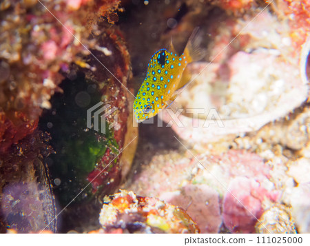 A young damselfish (Dameidae) that is beautiful like a jewel on Hirizo Beach. Minamiizu, Kamo District, Izu Peninsula, Shizuoka Prefecture 111025000