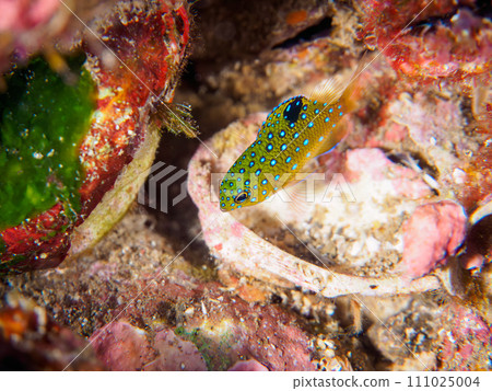 Hirizo 海灘上美麗如寶石的小雀鯛（Dameidae）。靜岡縣伊豆半島加茂郡南伊豆市 111025004