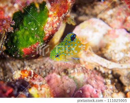 Hirizo 海灘上美麗如寶石的小雀鯛（Dameidae）。靜岡縣伊豆半島加茂郡南伊豆市 111025005