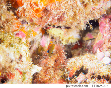 美麗的年輕眼鏡雀鯛（Dameidae）。從靜岡縣伊豆半島加茂郡南伊豆町中木乘渡輪過境 111025006