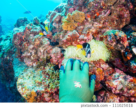 一對可愛的小丑魚（海葵魚亞科）在 Hirizo 海灘美麗的海葵田裡守護著自己的卵。靜岡縣伊豆半島 111025018