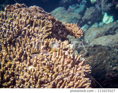Hirizo 海灘上美麗的桌珊瑚和可愛的幼年 Sedakagimpo（銀蓮花科）和 Hoshigombe（Gombeidae）。 111025027