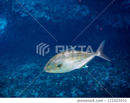 美麗的鰤魚（Amberjack）和其他人在 Hirizo 海灘。從靜岡縣伊豆半島加茂郡南伊豆町中木乘渡輪經過的埼三海灘 111025031