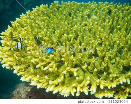 Beautiful table corals and cute staghorn tangina (Daniidae) and damselfish (Dameidae) Beautiful table corals and cute staghorn tangina (Daniidae) and damselfish (Dameidae) 111025034
