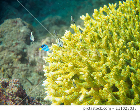 Beautiful table corals and cute staghorn tangina (Daniidae) and damselfish (Dameidae) 111025035