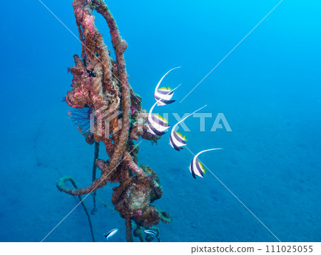 A small flock of beautiful Mouretatatatedai (Chaetodonidae) on Hirizo Beach. Nakagika, Minamiizu Town, Kamo District, Izu Peninsula, Shizuoka Prefecture 111025055