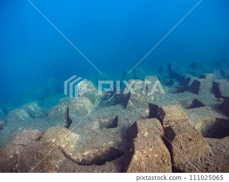 Hirizo 海灘上有一隻又大又漂亮的白鰭鯊(Familiaridae)。從靜岡縣伊豆半島加茂郡南伊豆町中木搭乘渡輪前往。 Hirizo 海灘上有一隻又大又漂亮的白鰭鯊(Familiaridae)。從靜岡縣伊豆半島加茂郡南伊豆町中木搭乘渡輪前往。 111025065