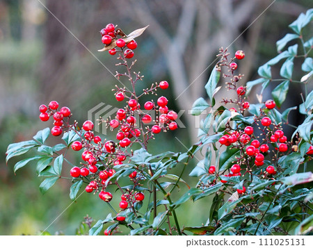 Red nandina fruit (southern sky at dusk) Red nandina fruit (southern sky at dusk) 111025131