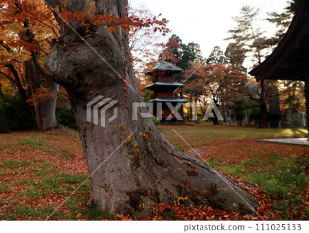 神社境內的巨型櫸樹與三層寶塔 111025133