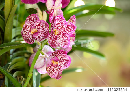 Pink Vanda orchid flower blossom in garden, Spring season 111025234