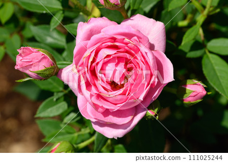 Pink rose flower blossom in the garden 111025244