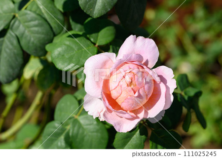 Pink rose flower blossom in the garden 111025245