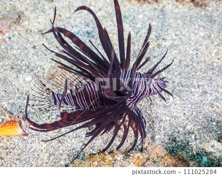 來自 Hirizo 海灘的美麗的年輕黑色獅子魚（獅子魚亞科）。靜岡縣伊豆半島加茂郡南伊豆町 111025284