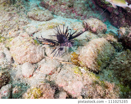 A beautiful young black lionfish (Lionfish subfamily) from Hirizo Beach. Minamiizu Town, Kamo District, Izu Peninsula, Shizuoka Prefecture 111025285