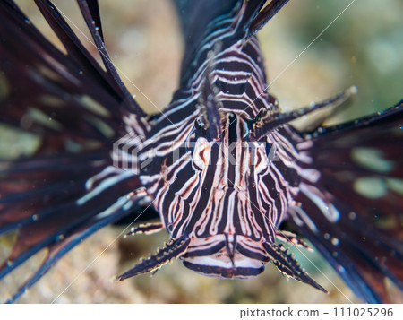 A beautiful young black lionfish (Lionfish subfamily) from Hirizo Beach. Minamiizu Town, Kamo District, Izu Peninsula, Shizuoka Prefecture 111025296