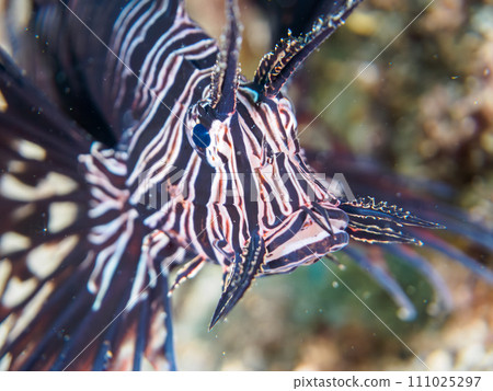 A beautiful young black lionfish (Lionfish subfamily) from Hirizo Beach. Minamiizu Town, Kamo District, Izu Peninsula, Shizuoka Prefecture 111025297