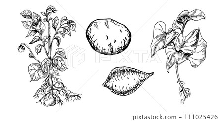 Bush of potato vector illustration isolated on white. Bush of root vegetable ink outline hand drawn. Tuber potato black white silhouette. For design menu, wrapping, ingredients of recipe, packaging 111025426