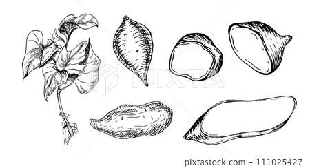 Sweet potatoes plant vector illustration isolated on white. Set with whole and slice of batata ink outline hand drawn. Tuber potato black white graphic. For design wrapping, label, menu, packaging Sweet potatoes plant vector illustration isolated on white. Set with whole and slice of batata ink outline hand drawn. Tuber potato black white graphic. For design wrapping, label, menu, packaging 111025427