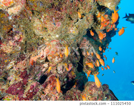 群有金魚（Synopteridae亞科）、黃腹雀鯛（Damelidae）、紅石斑魚（Groperidae）等。 111025450