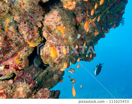 Groups of goldfish (Synopteridae subfamily), Yellow-bellied damselfish (Damelidae), red grouper (Groperidae), and other groups. 111025453