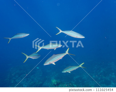 An impressive school of trumpeters (horse mackerel family) attacking a large school of yellowfin eagles on Hirizo Beach. Nakagi, Minamiizu Town, Kamo District, Izu Peninsula, Shizuoka Prefecture 111025454