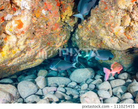 Beautiful flocks of Japanese porgies (Prunidae) and Prunus elegans (Apicaceae) on Hirizo Beach. South of Kamo District, Izu Peninsula, Shizuoka Prefecture 111025455