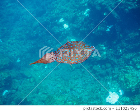 A mysteriously patterned snailfish (Filefish family) at Hirizo Beach. Take a ferry from Nakagi, Minamiizu Town, Kamo District, Izu Peninsula, Shizuoka Prefecture. A mysteriously patterned snailfish (Filefish family) at Hirizo Beach. Take a ferry from Nakagi, Minamiizu Town, Kamo District, Izu Peninsula, Shizuoka Prefecture. 111025456