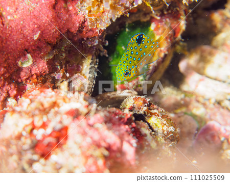 A young damselfish (Dameidae) that is beautiful like a jewel on Hirizo Beach. Minamiizu, Kamo District, Izu Peninsula, Shizuoka Prefecture 111025509