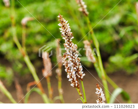 Ibukitoranoo flower 111026023