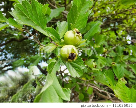 Fruit of a species related to hawthorn Fruit of a species related to hawthorn 111026035