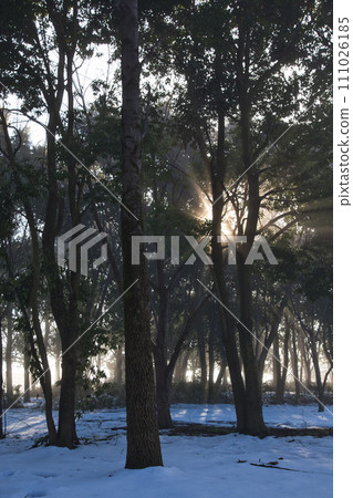 A library dimmed by the sunny morning sun in winter 111026185