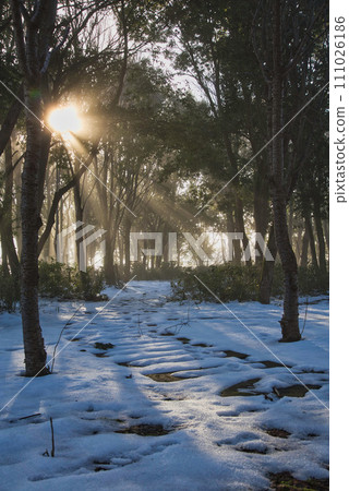 A library dimmed by the sunny morning sun in winter 111026186