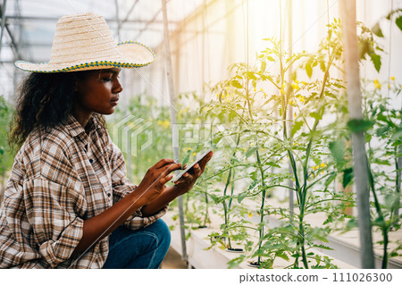 Black woman agronomist uses a tablet to control and check tomato quality in a farm greenhouse. Joyful worker inspecting plants in an environment of smart farming innovation. 111026300