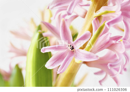 Pink common hyacinth flowers Pink common hyacinth flowers 111026306