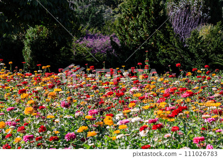 北海道由仁町百日草盛開【10月】 111026783