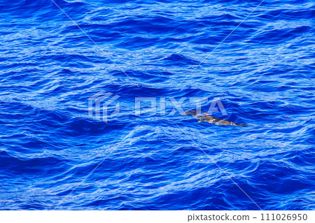 新島美麗的藍色大海中的大型雙髻鯊。在東京灣-伊豆諸島航線上的東海汽船 Salvia Maru 上。 20 111026950