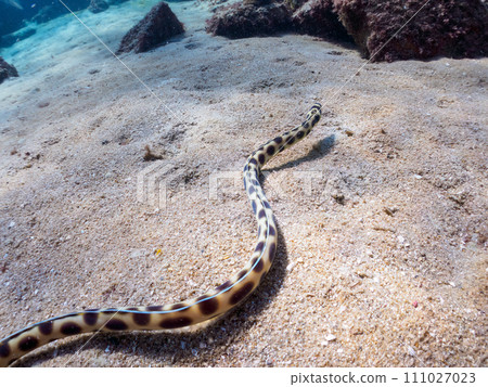 The mysterious Triggerfish (Crinidae). At Izu Islands-style Nejima Marunegahama, Tokyo. November 2023 The mysterious Triggerfish (Crinidae). At Izu Islands-style Nejima Marunegahama, Tokyo. November 2023 111027023